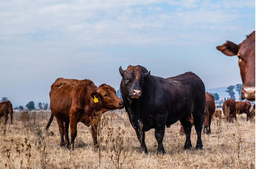 Bonsmara cattle pair in the field