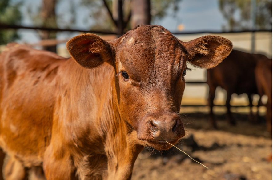 Bonsmara cattle feeding