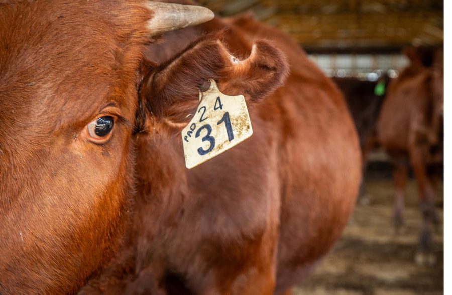 Close up of a numbered ear tag used for herd traceability