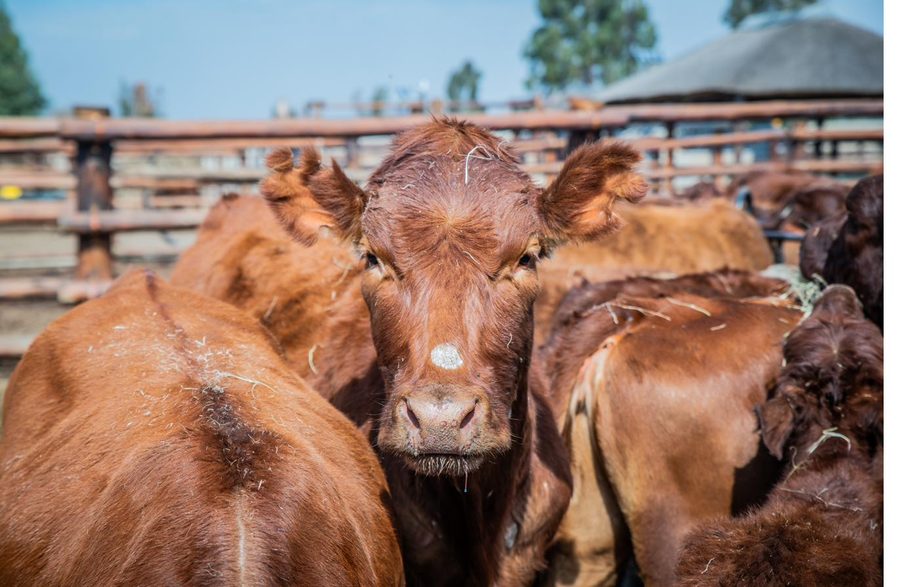 Bonsmara cow with calf