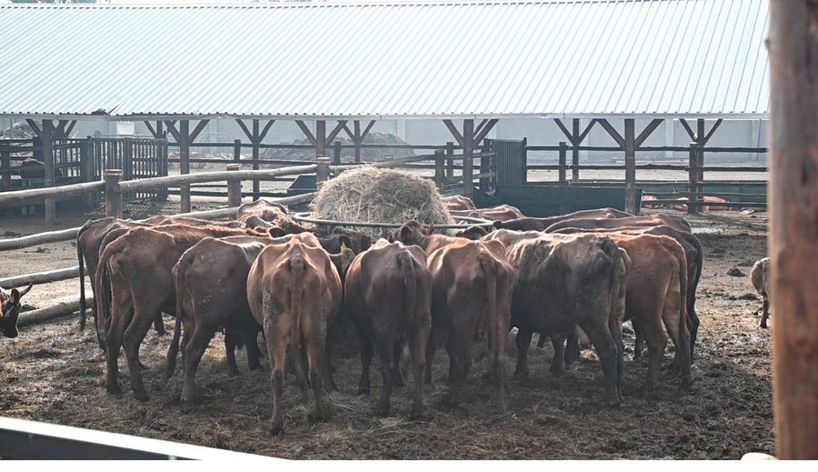 Herd gathered in the kraal in morning light