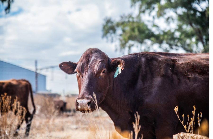 Close portrait of a Bonsmara cow