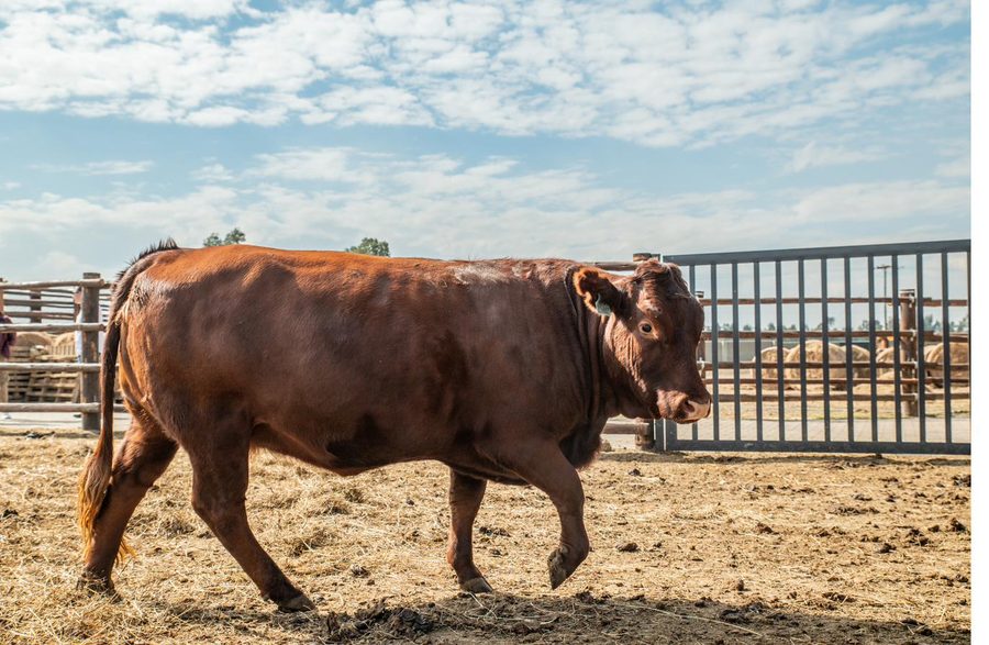 Cow walking through the gate