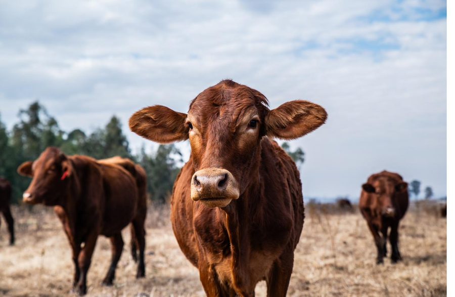 Close portrait of a Bonsmara cow