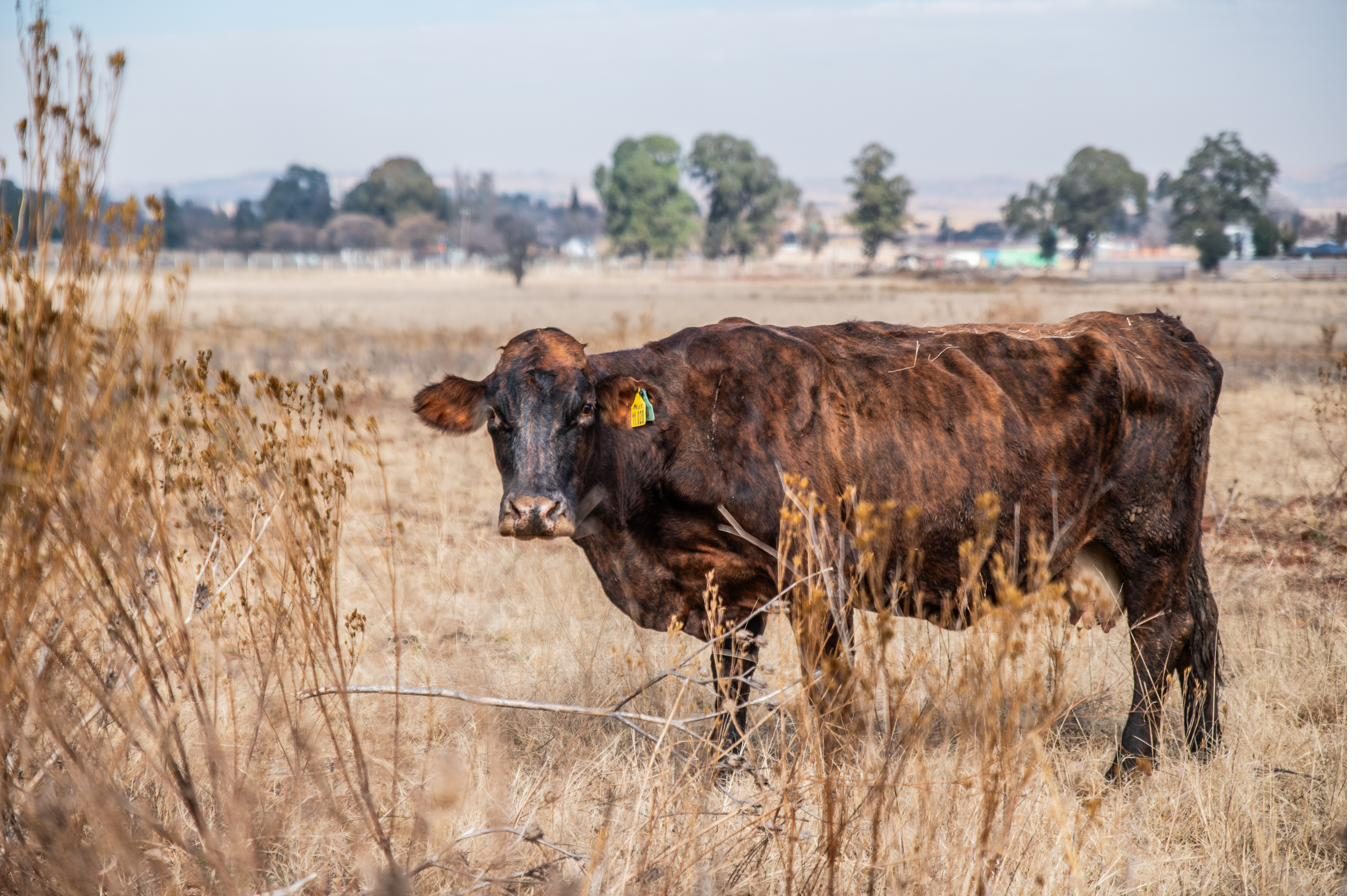Bonsmara bull portrait on the DRM Livestock farm